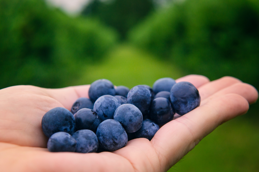 A hand holding a pile of fresh blueberries with a blurred green background.
