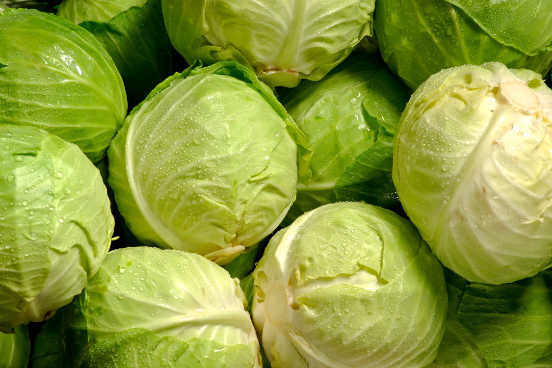 A pile of wet, fresh green cabbages, highlighting the low-purine vegetable option for those asking is cabbage bad for gout.