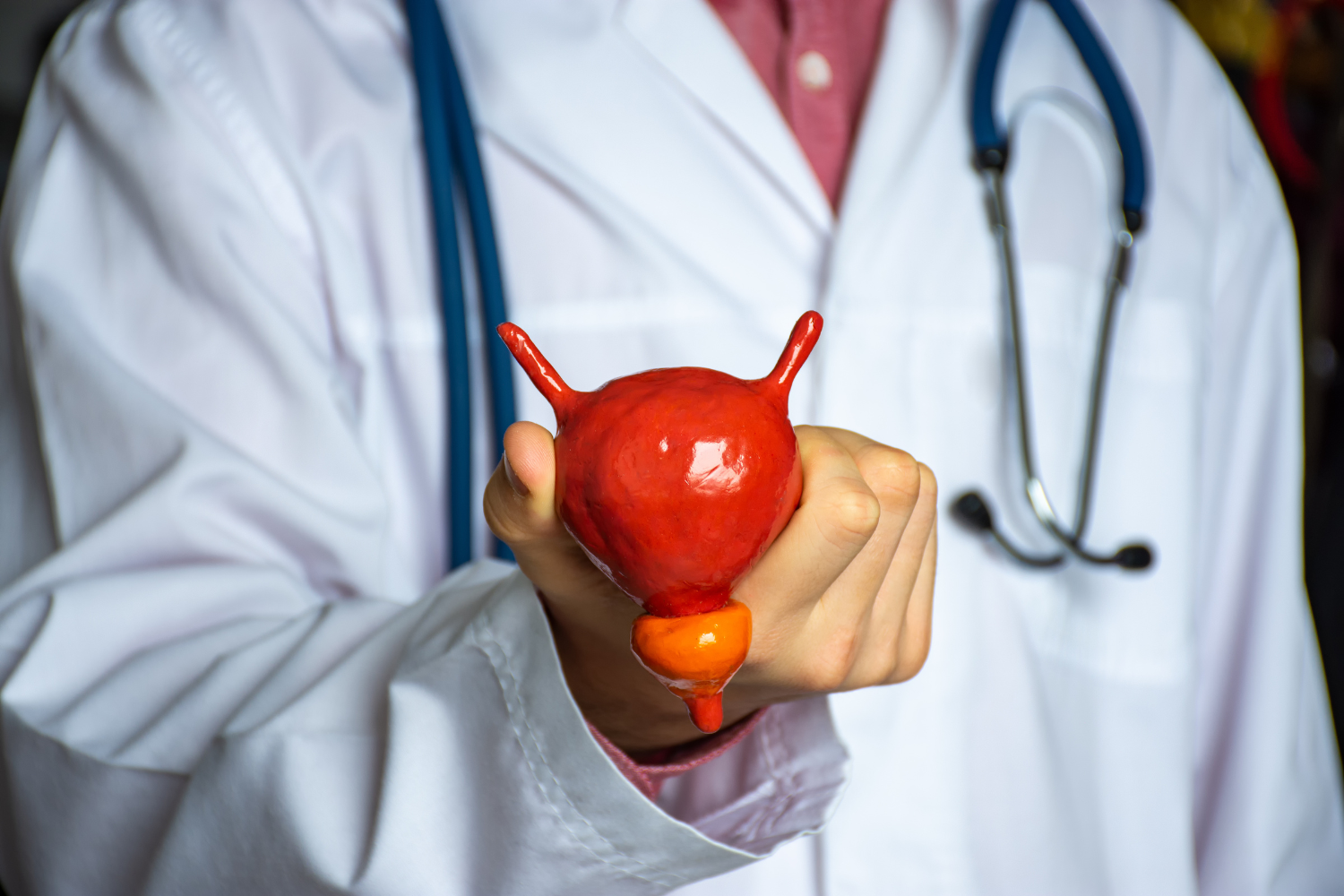A doctor in a white coat holding a red and orange model of the prostate gland and bladder neck, representing a medical professional discussing the function of the prostate.
