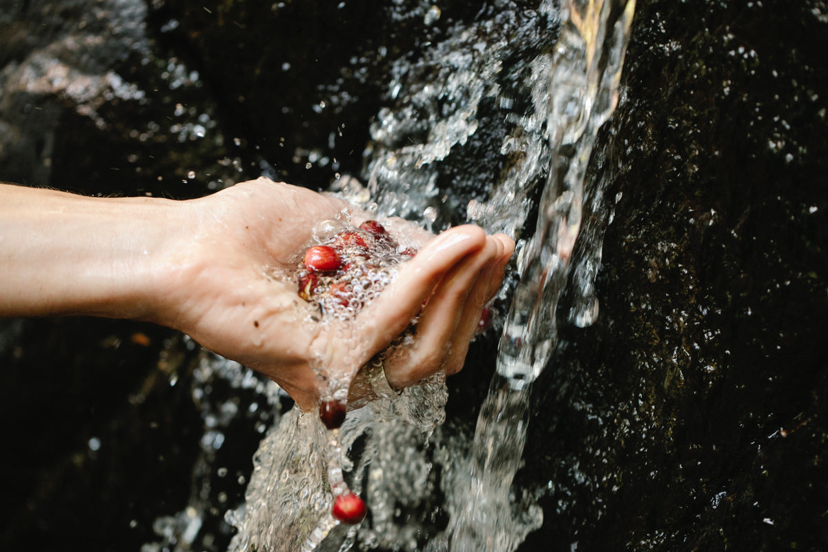 Distilled Water & Kidneys: Is It a Healthy Choice? · Alerna Kidney Health