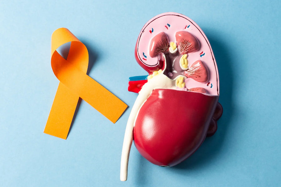 Kidney model with an awareness ribbon, representing kidney stone formation and urinary system health.