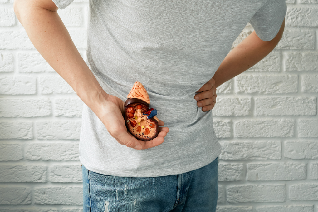 Person standing against a white brick wall holding an anatomical kidney model at their lower back.