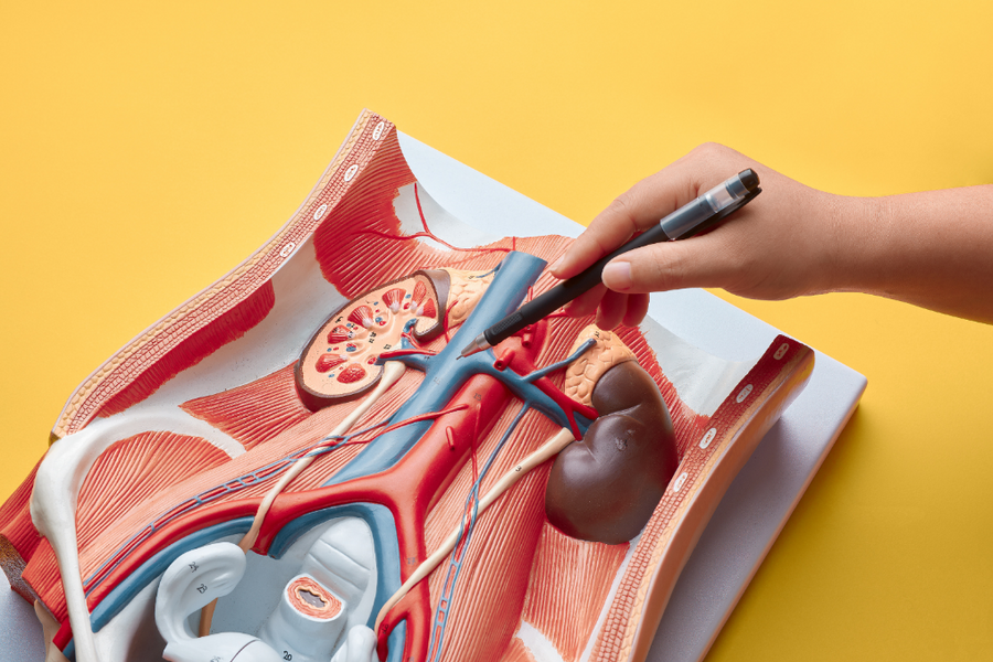 A hand points to a model of the human urinary system, highlighting the kidneys and major blood vessels against a yellow background.