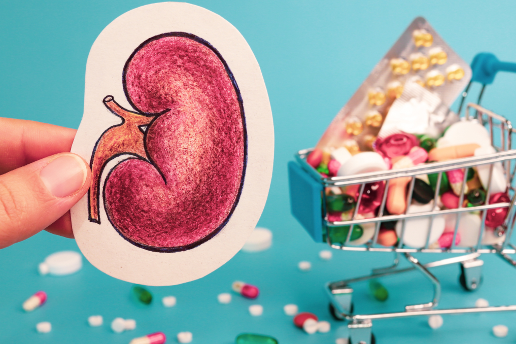 Hand holding kidney illustration beside shopping cart of pills showing how long kidney support supplements take to work.