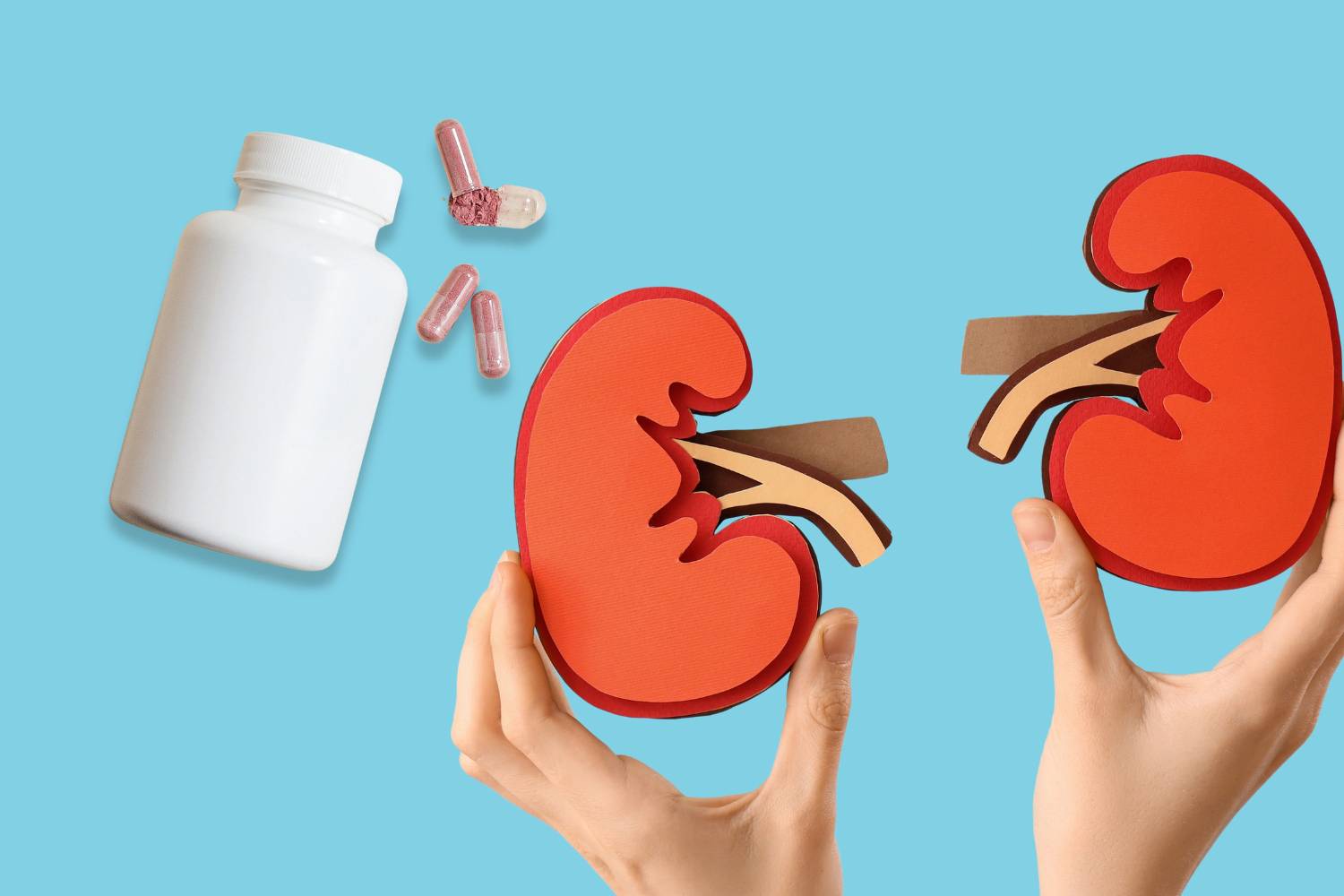 White supplement bottle and capsules next to two paper kidney cutouts held by hands, illustrating kidney support supplements.