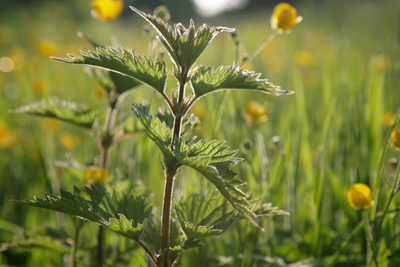Nettle Seed for Kidney Health: Benefits and Uses