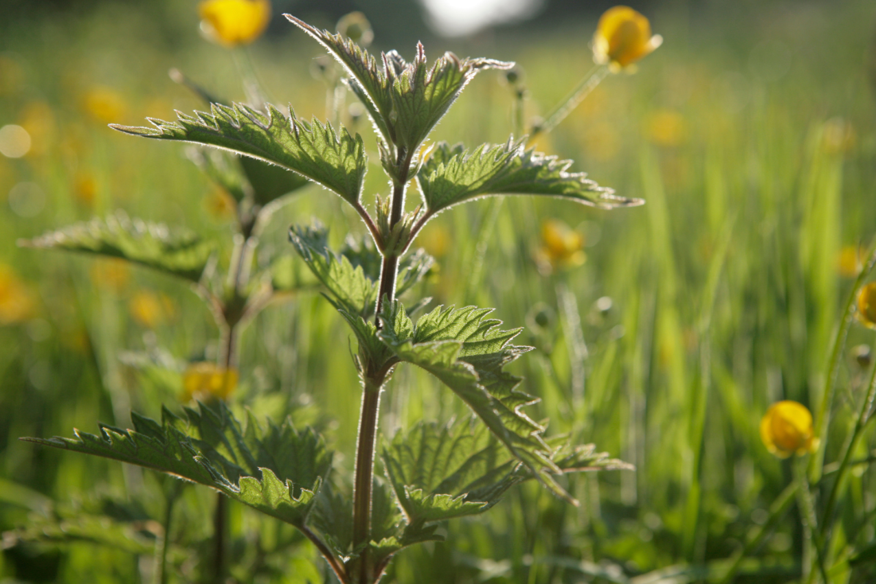Nettle plant.