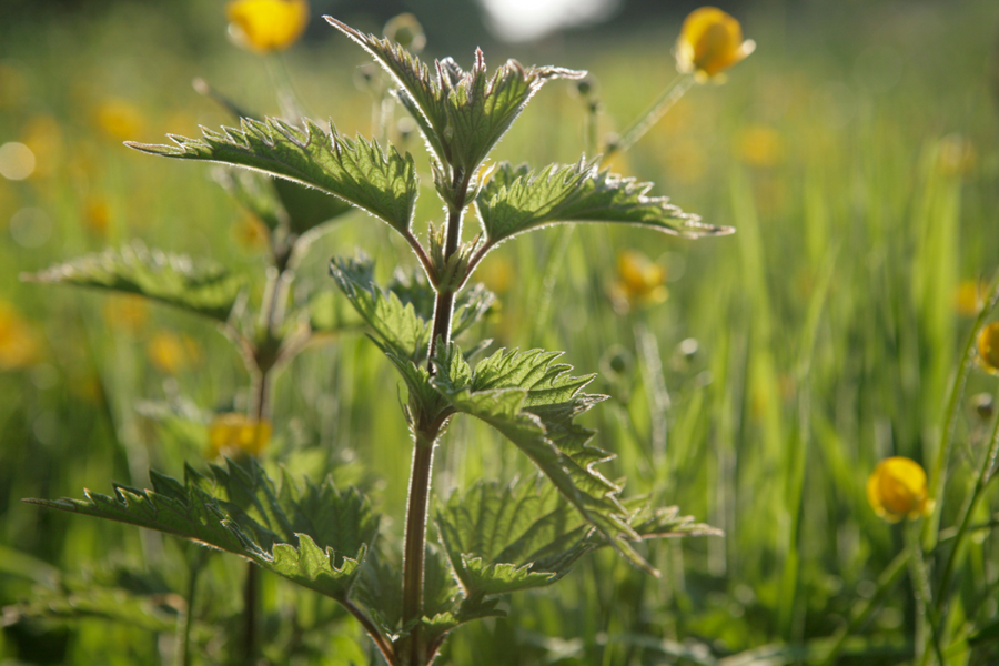 Nettle plant.