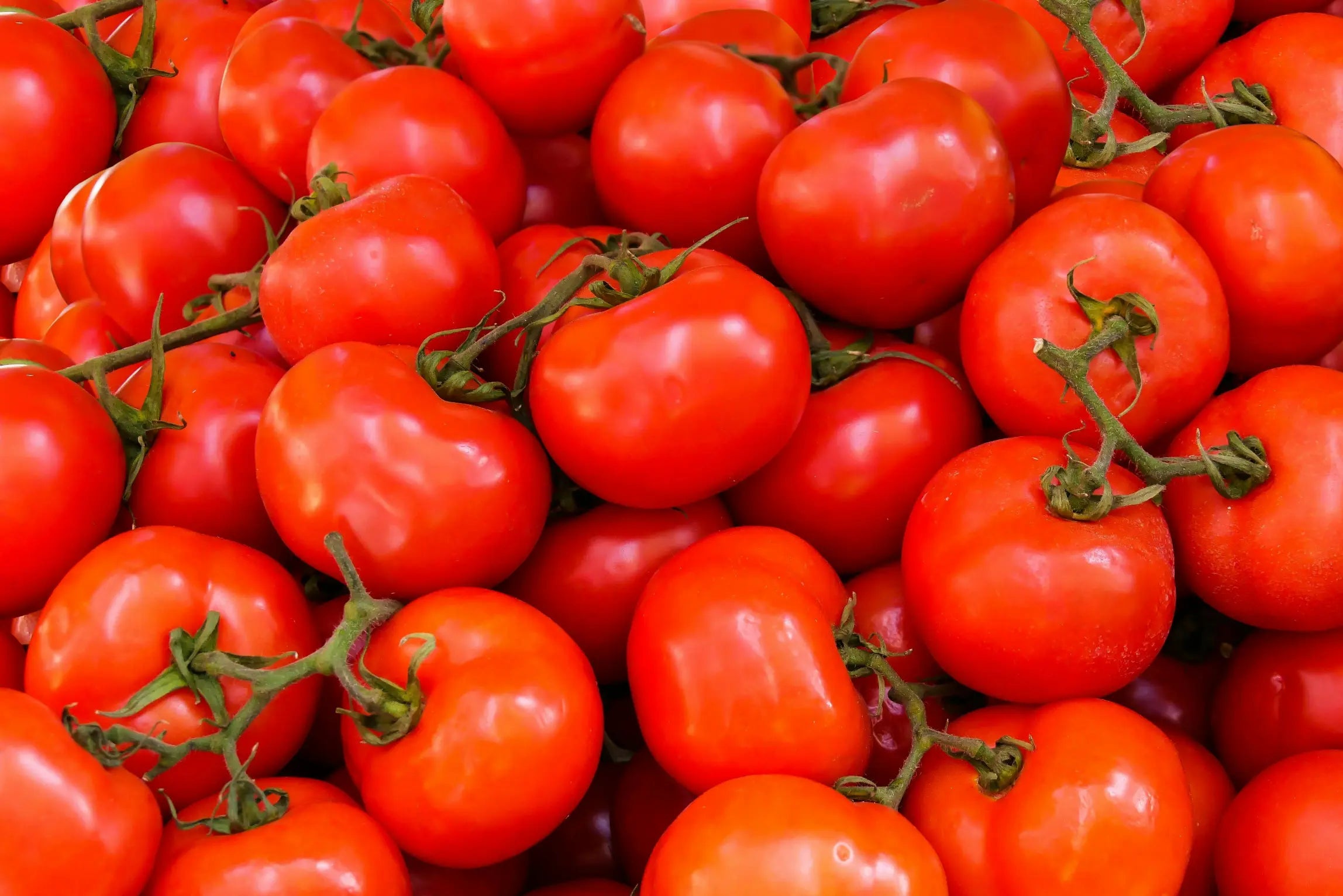 Is Tomato Good For Uric Acid?