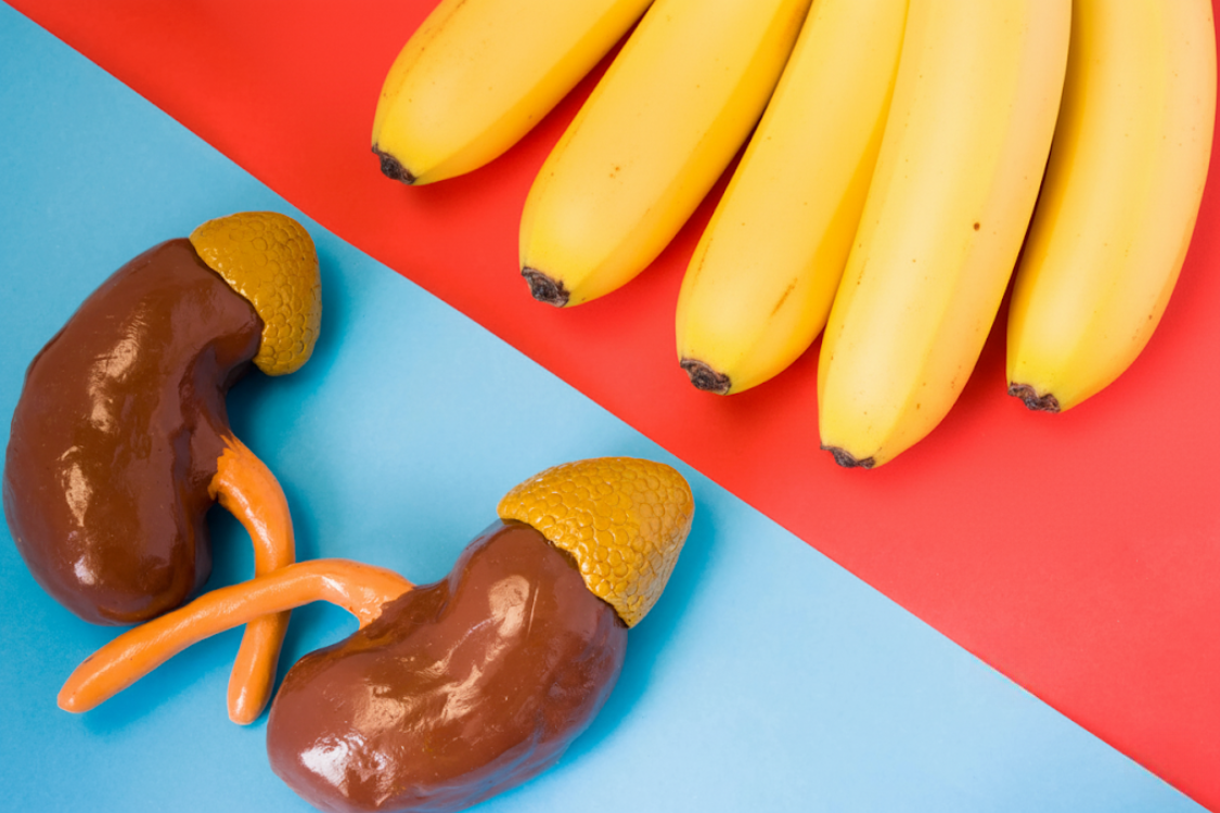 Illustration of kidneys next to bananas showing the link between potassium and kidneys.