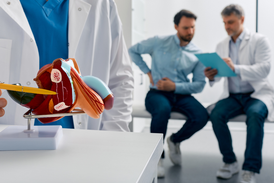 Doctor showing a prostate anatomy model to a patient during a consultation about urinary symptoms or prostate enlargement.