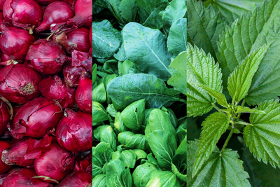 Quercetin and Nettles for Gout Relief: Natural Anti-Inflammatory Benefits