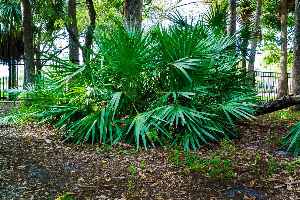 Saw palmetto plant.