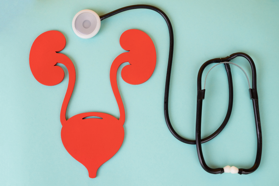 Illustration of kidneys and bladder with a stethoscope representing urinary system health